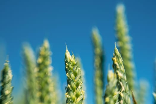 green ear wheat in the summer. close up wheat. agriculture background