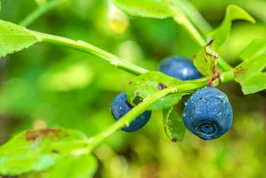 Blueberry. Blueberry bush in the forest on a branch with leaves. Close-up of ripe blueberries