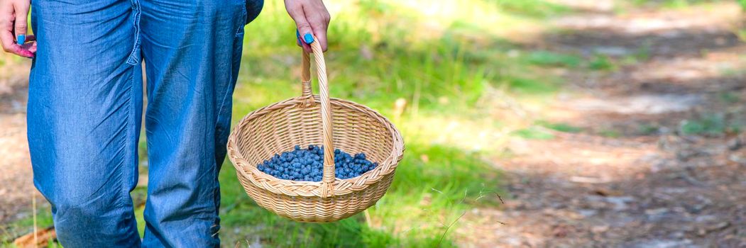 Berry season. Collect blueberries in the forest. A woman walks through the forest with a basket containing blueberries. The process of finding and collecting blueberries.