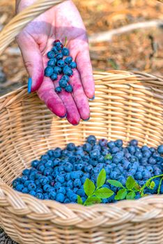 Berry season. Ripe blueberries in a basket. The process of finding and collecting blueberries in the forest during the ripening period. Hand pouring harvested blueberries into a basket.