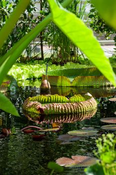 Victoria Regia plants in laguna