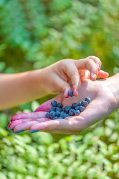 The child takes blueberries with his hand in the forest. Close-up of hands of an adult and a child with blueberries on the background of blueberry bushes and forest