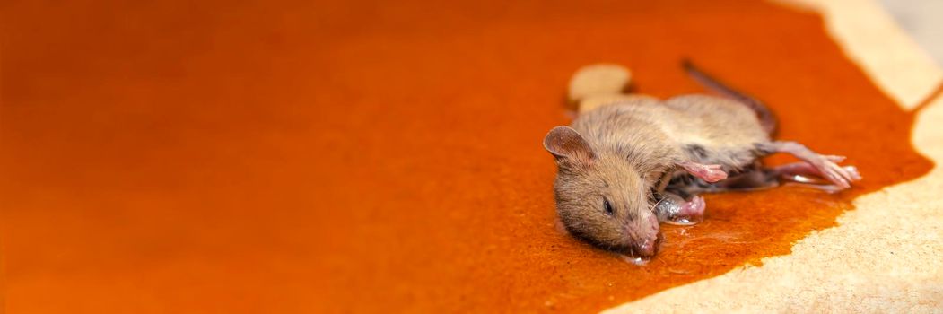 A mouse or rat is caught in a glue trap with cookies as bait. Glue for catching rodents or small pests.