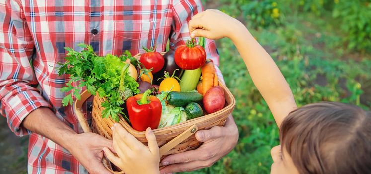 A man farmer and a child are holding a harvest of vegetables in their hands. Selective focus. nature.