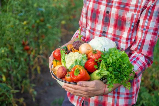 A man farmer holds a harvest of vegetables in his hands. Selective focus. nature.