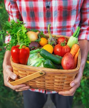 A man farmer holds a harvest of vegetables in his hands. Selective focus. nature.