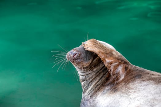 Seal lying by the water. Funny seal covered his eyes with his paw on a green background.