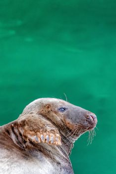 Atlantic gray seal, Halichoerus grypus, animal lying near dark green water, place for text with copy space.