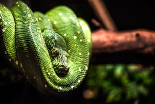 Green python snake on a branch with green leaves. A green python hangs on a branch of an old tree