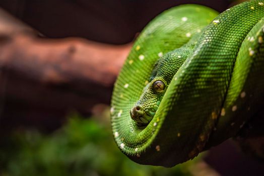 Green python on a branch close-up,python eye close up
