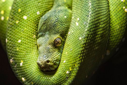 Green python snake on a branch with green leaves. A green python hangs on a branch of an old tree