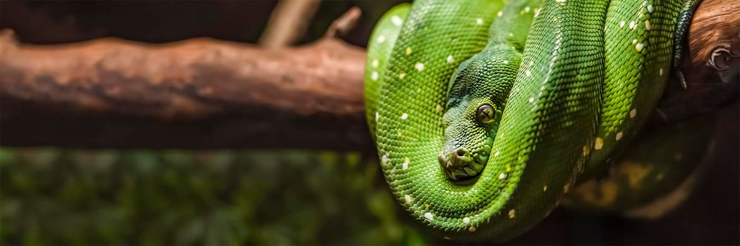 Green python snake on a branch with green leaves. A green python hangs on a branch of an old tree