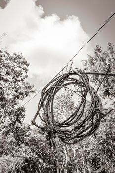 Old black and white picture of Wreath from wood sticks in jungle between plants trees and natural forest panorama view in Puerto Aventuras Mexico.