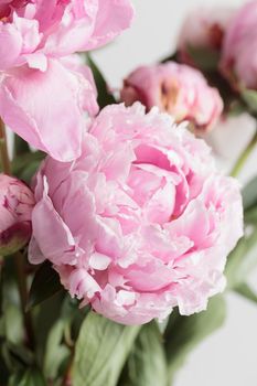 Beautiful bunch of fresh Pastel Pink peonies in full bloom in vase with white background. Copy space