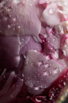 Fresh Pastel colored Pink peony in full bloom with dark background macro