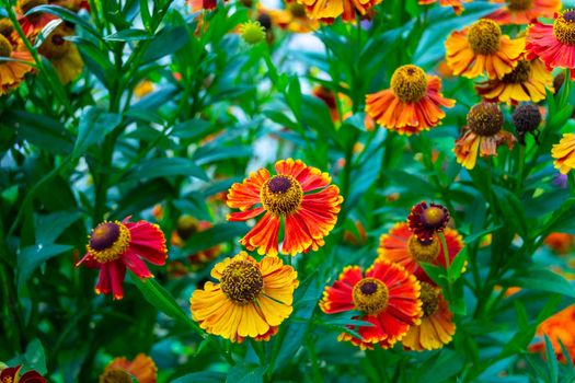 Helenium autumn. Perennial. Multicolored autumn flowers in the garden against a bright blurred background. Selective focus.