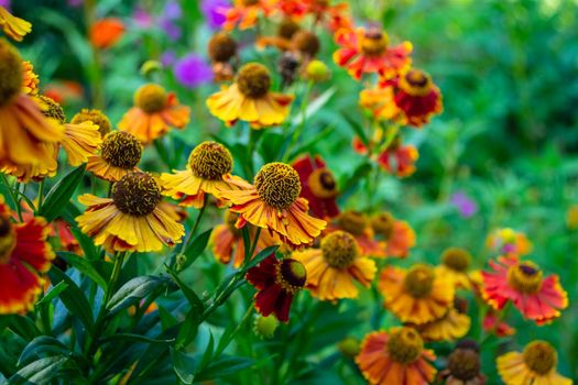 Helenium autumn. Perennial. Multi-colored autumn flowers in a flower bed. Selective focus. Backdrop.