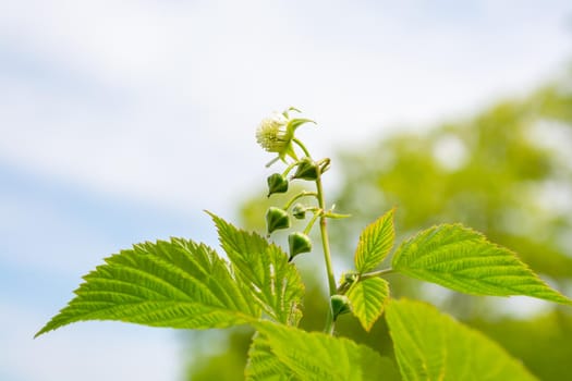 A branch of raspberry with a flower and buds against the background of clouds.