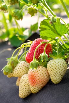 Unripe and ripe strawberry in the garden