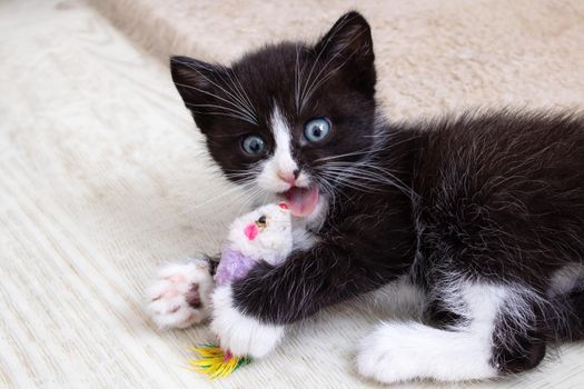 Cheerful black kitten playing with a toy close up