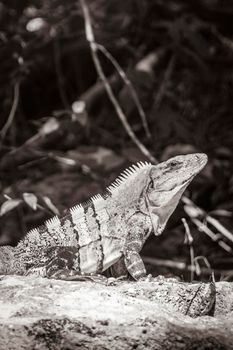 Old black and white picture of Mexican iguana lies on a rock stone boulder nature in tropical forest and green natural background in Puerto Aventuras Quintana Roo Mexico.