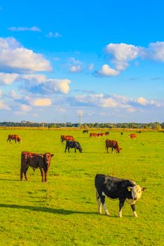 North German agricultural field with cows and nature landscape panorama in Weddewarden Bremerhaven Germany.