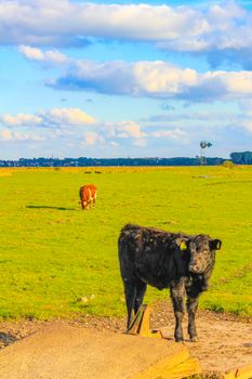 North German agricultural field with cows and nature landscape panorama in Weddewarden Bremerhaven Germany.