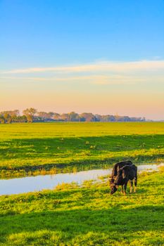 North German agricultural field with cows and nature landscape panorama on Harrier Sand island Schwanewede Osterholz Lower Saxony Germany.