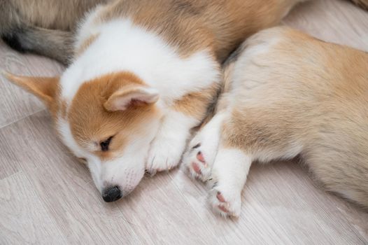 Cute welsh corgi puppies sleep on the floor. View from above