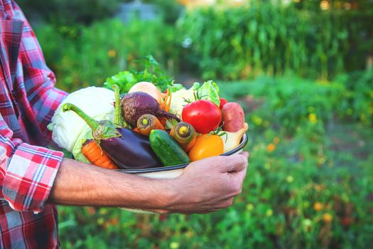 A man farmer holds a harvest of vegetables in his hands. Selective focus. nature.