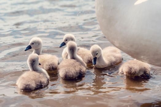 little cygnets on the lake during the day
