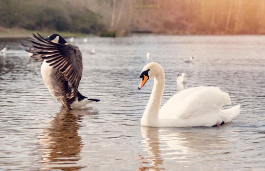 white swans and Canada Goose fighting on the lake