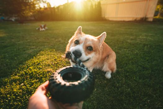 Funny smiling welsh pembroke corgi playing with dog toy outdoors on a sunny day. Owner playing with his cute dog. Dog with toy in mouth. High quality photo
