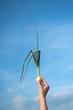 Hand holds onion plant against blue sky
