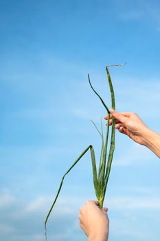 Hand holds onion plant against blue sky