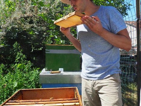 Beekeeper working with bees and beehives on the apiary. Beekeeping concept. Beekeeper harvesting honey Beekeeper on apiary.