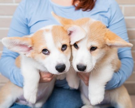 Caucasian woman holding two cute pembroke corgi puppies