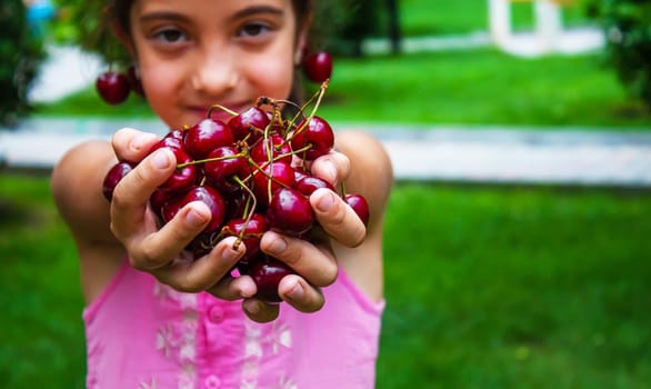 A child harvests cherries in the garden. Selective focus. Food.
