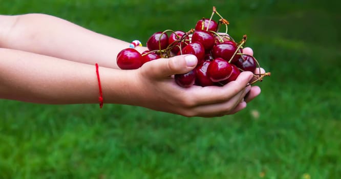 A child harvests cherries in the garden. Selective focus. Food.