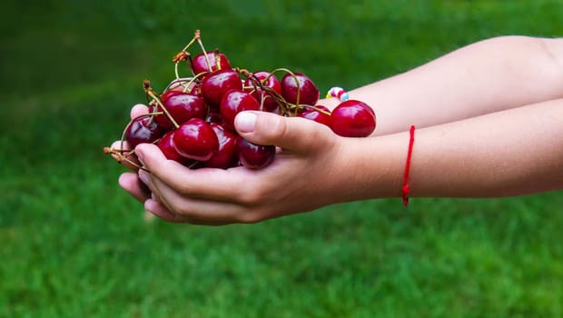 A child harvests cherries in the garden. Selective focus. Food.