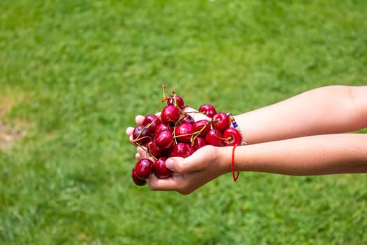 A child harvests cherries in the garden. Selective focus. Food.