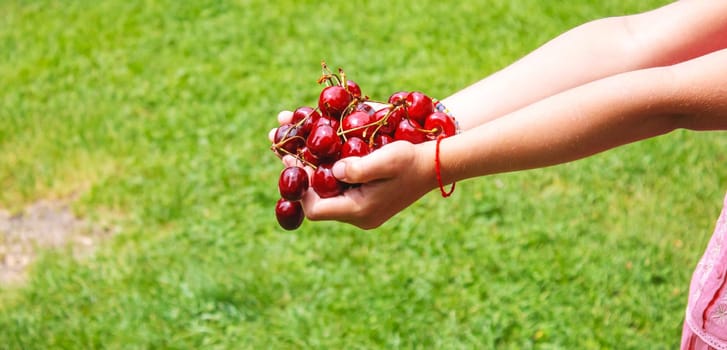 A child harvests cherries in the garden. Selective focus. Food.