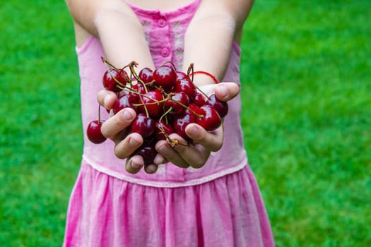 A child harvests cherries in the garden. Selective focus. Food.