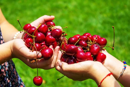 A child harvests cherries in the garden. Selective focus. Food.