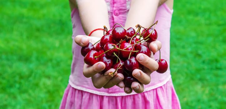 A child harvests cherries in the garden. Selective focus. Food.