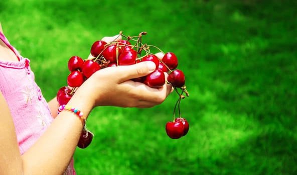 A child harvests cherries in the garden. Selective focus. Food.