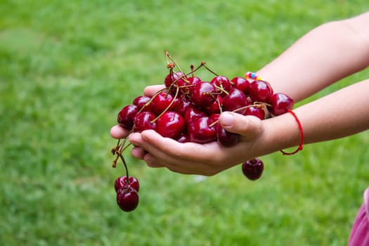 A child harvests cherries in the garden. Selective focus. Food.
