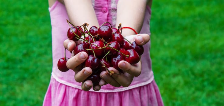 A child harvests cherries in the garden. Selective focus. Food.