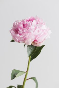 Fresh Pastel colored Pink peony in full bloom with white background. Copy space