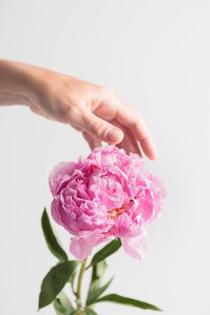 Fresh Pastel colored Pink peony in full bloom with a human hand on a white background. Copy space